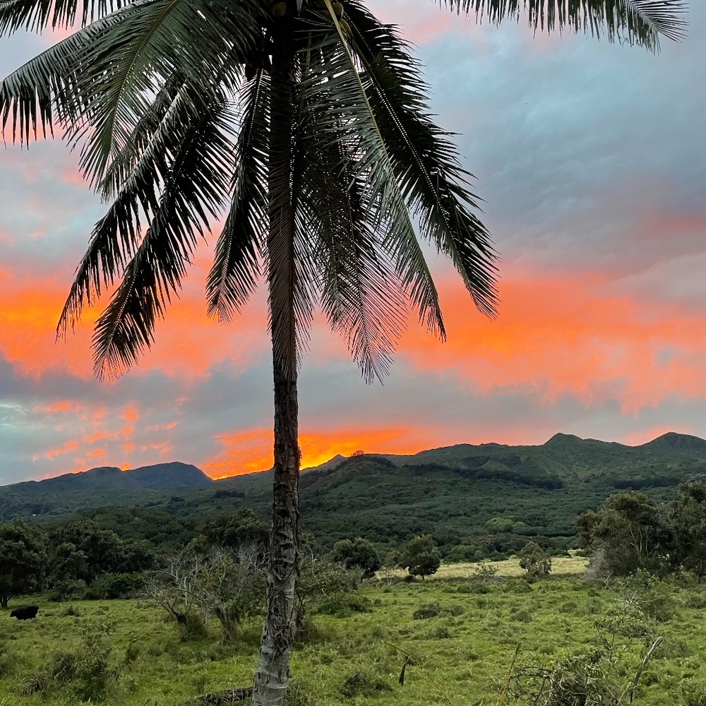 Meet your Posher, Moeani